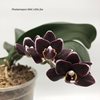 Phalaenopsis Miki Little fox